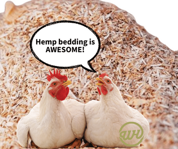 Why Chickens Love Hemp and What That Means for the Future of Agriculture