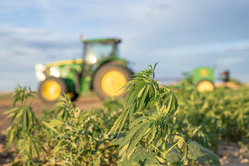 A Future from Fields: How Hemp Reconnects Us to the Land and Economic Growth - Wyoming Hemp Company