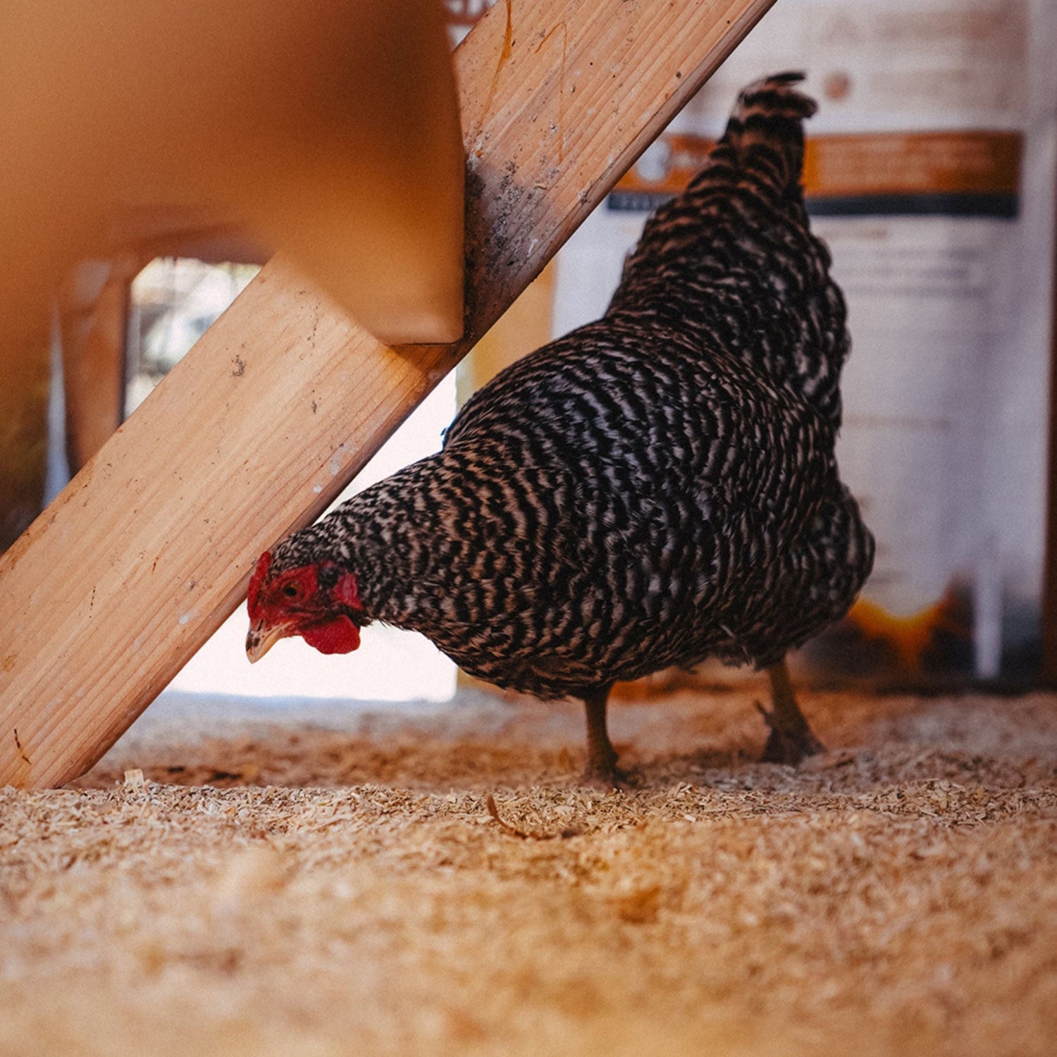 Small Animal Hemp Bedding - Wyoming Hemp Companyshop_this_look_ypQMNt