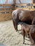 Bulk Large Animal Bedding: Request a Quote - Wyoming Hemp Company
