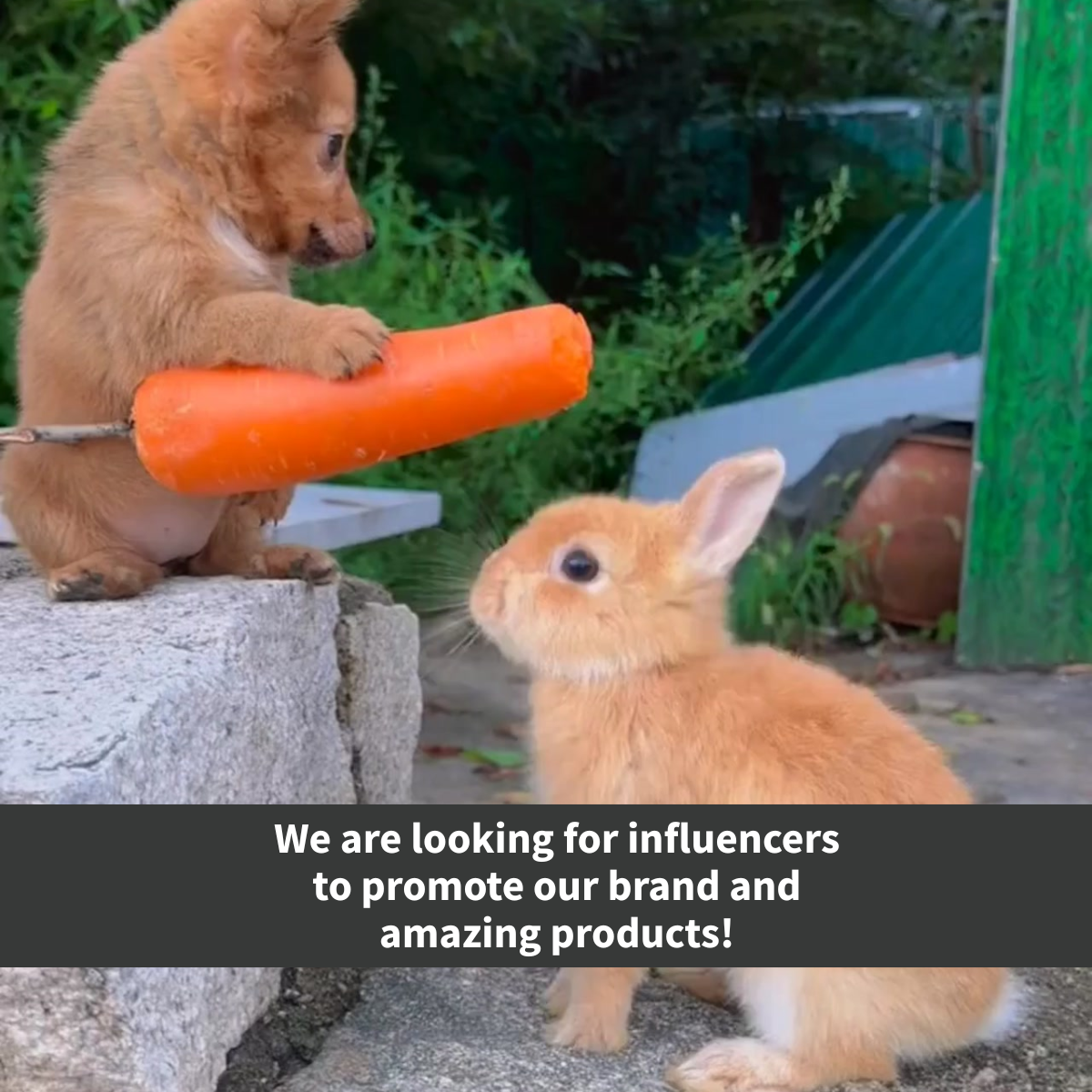 Calling all Creators & Influencers: Let’s Grow Together