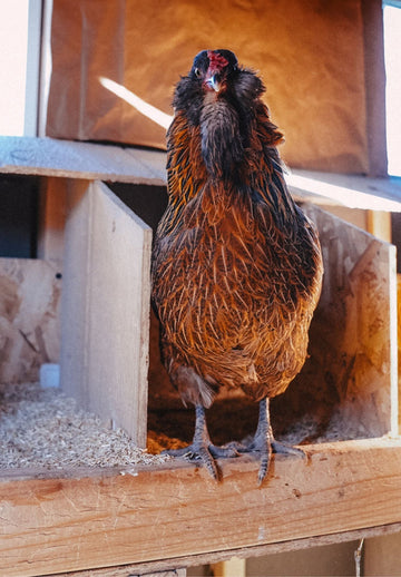 How to Reduce Ammonia in Your Chicken Coop Naturally, With Hemp