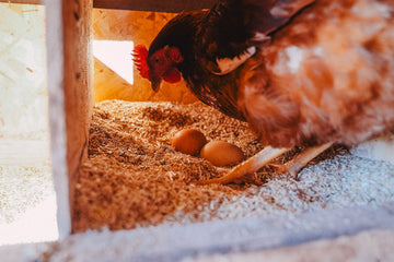 Pine VS Hemp Bedding for Chickens - Wyoming Hemp Company