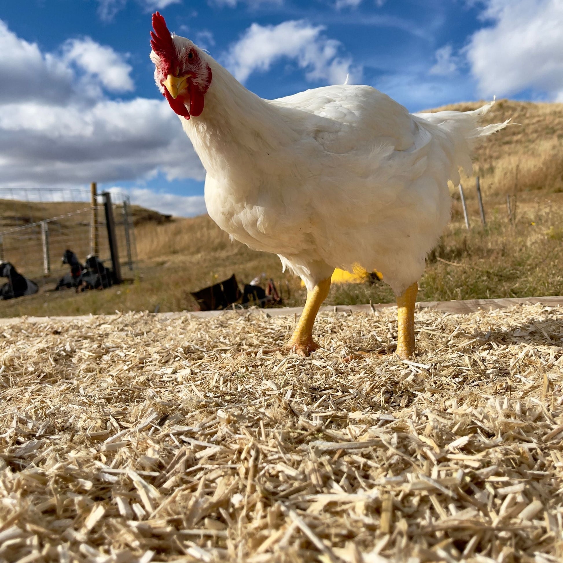 Bulk Small Animal Bedding: Request a Quote - Wyoming Hemp Company