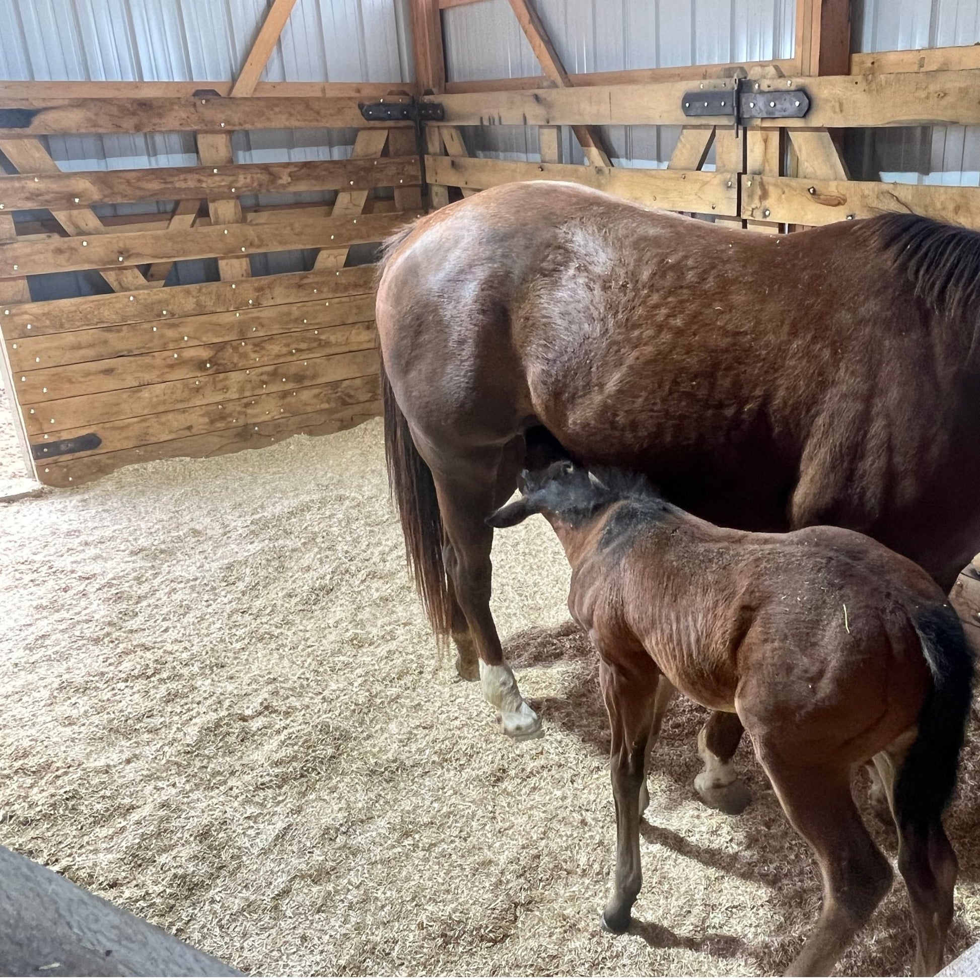 Large Animal Hemp Bedding - Wyoming Hemp Company