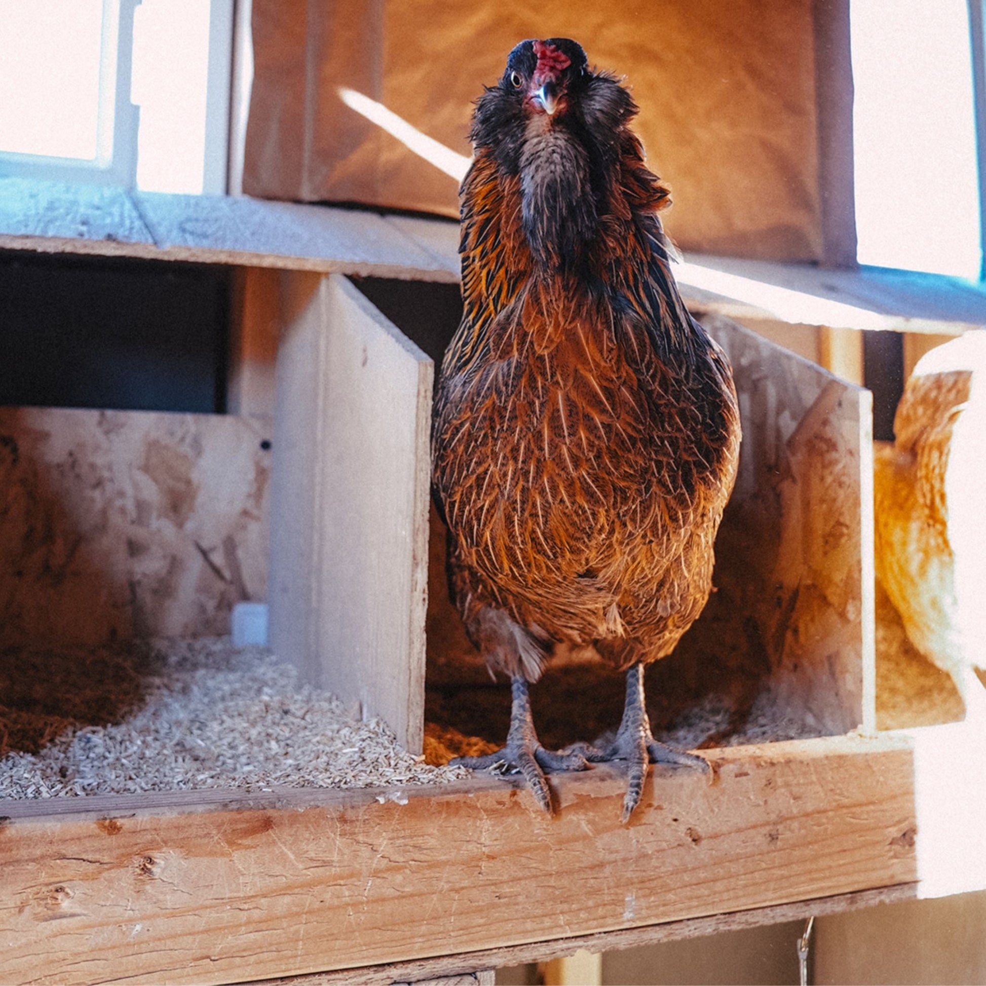 Small Animal Hemp Bedding - Wyoming Hemp Company